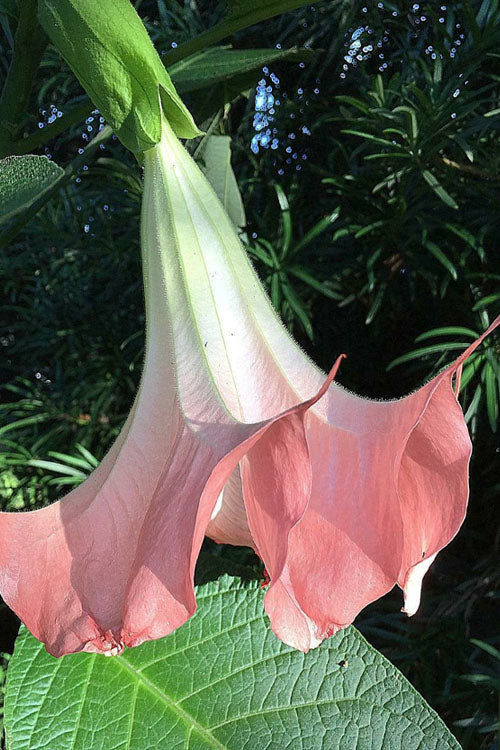  Pink Angel's Trumpet Brugmansia - 3 Gallon Pot