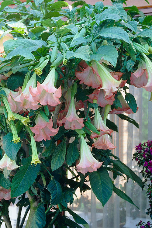 Pink Angel's Trumpet Brugmansia - 3 Gallon Pot