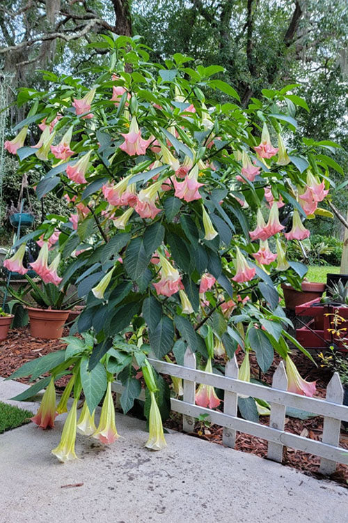  Pink Angel's Trumpet Brugmansia - 3 Gallon Pot