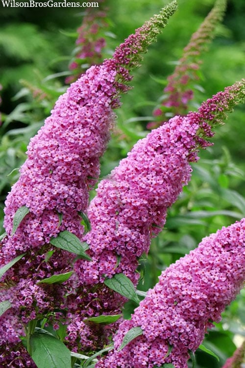  Pugster Pinker Butterfly Bush (Buddleia) - 3 Gallon Pot