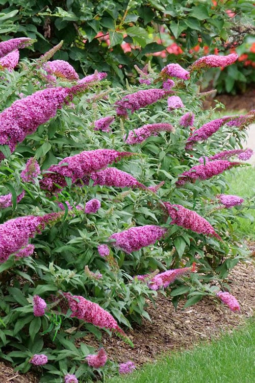 Pugster Pinker Butterfly Bush (Buddleia) - 3 Gallon Pot