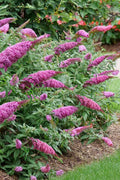  Pugster Pinker Butterfly Bush (Buddleia) - 3 Gallon Pot