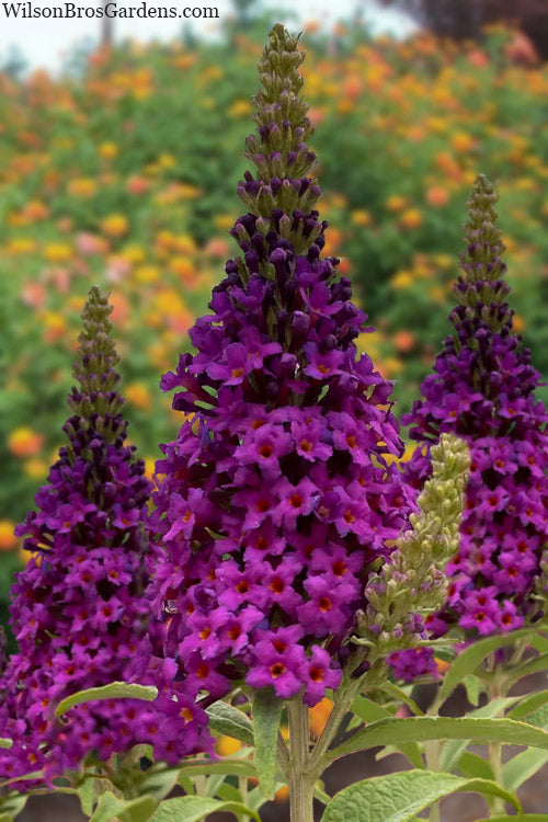  Birthday Cake Butterfly Bush (Buddleia) - 2 Gallon Pot