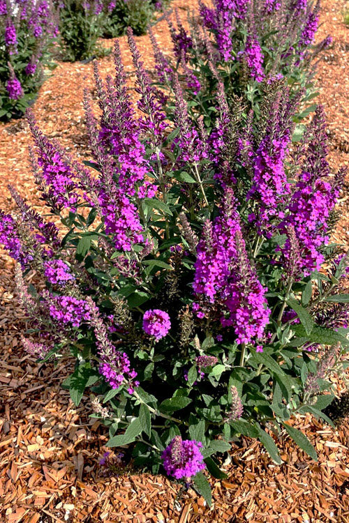  Birthday Cake Butterfly Bush (Buddleia) - 2 Gallon Pot