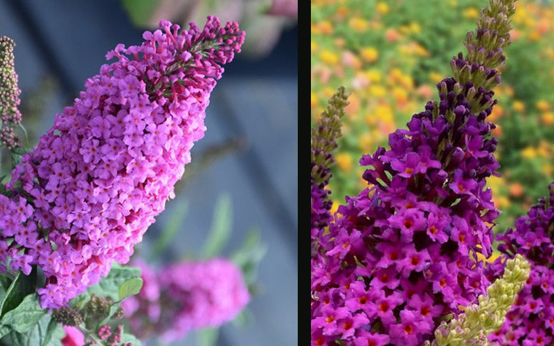  Birthday Cake Butterfly Bush (Buddleia) - 2 Gallon Pot