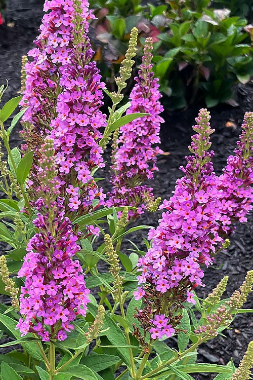  Birthday Cake Butterfly Bush (Buddleia) - 2 Gallon Pot