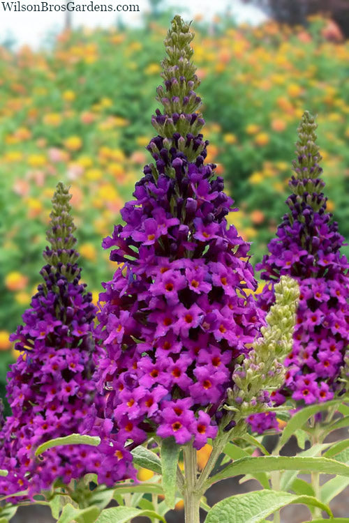  Birthday Cake Butterfly Bush (Buddleia) - 2 Gallon Pot