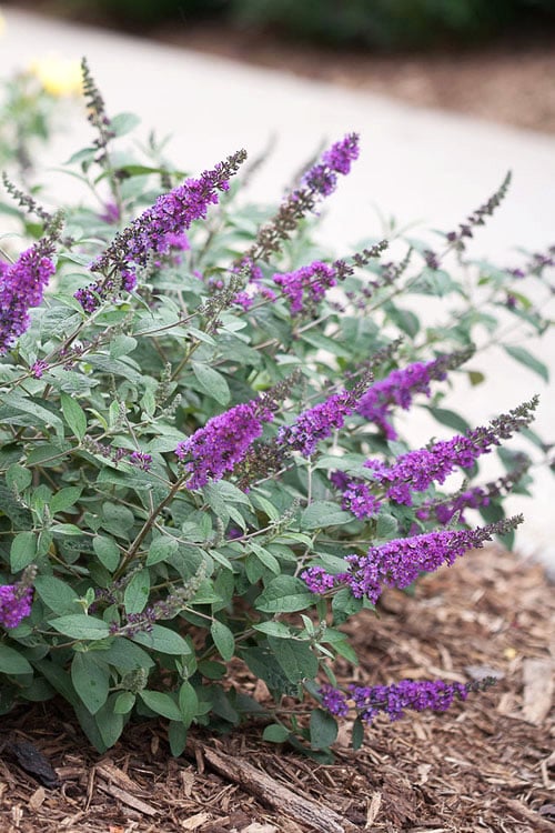  Lo & Behold Blue Chip Junior Butterfly Bush - 5 Pack Of Quart Pots