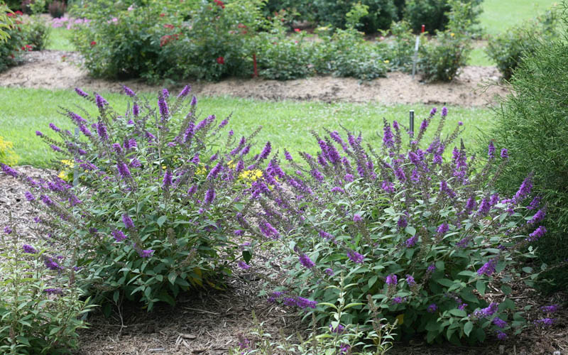  Lo & Behold Blue Chip Junior Butterfly Bush - 3 Gallon Pot