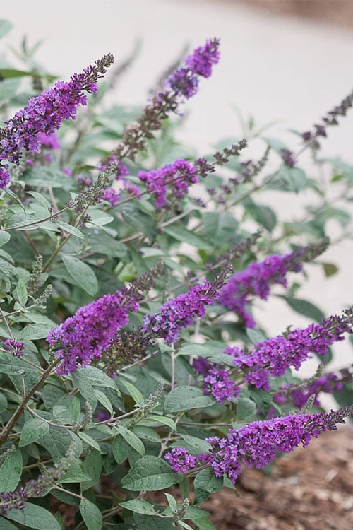  Lo & Behold Blue Chip Junior Butterfly Bush - 5 Pack Of Quart Pots