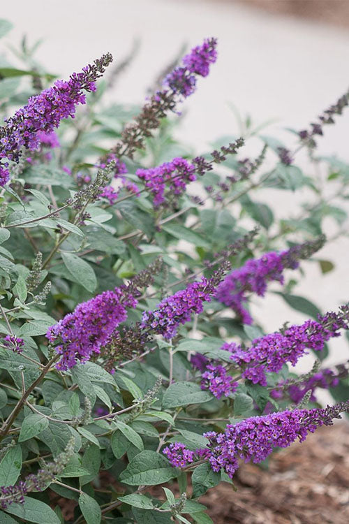  Lo & Behold Blue Chip Junior Butterfly Bush - 3 Gallon Pot