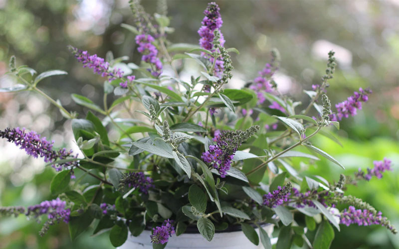  Lo & Behold Blue Chip Junior Butterfly Bush - 3 Gallon Pot