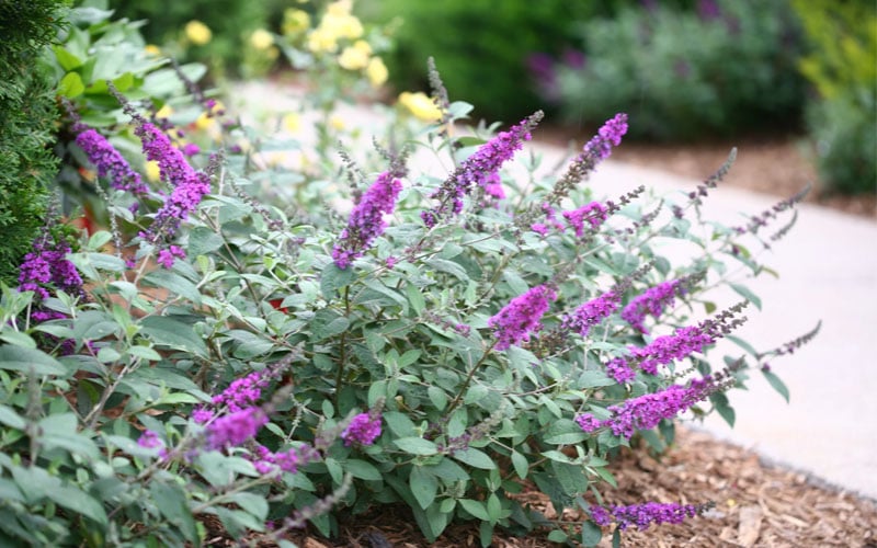  Lo & Behold Blue Chip Junior Butterfly Bush - 5 Pack Of Quart Pots