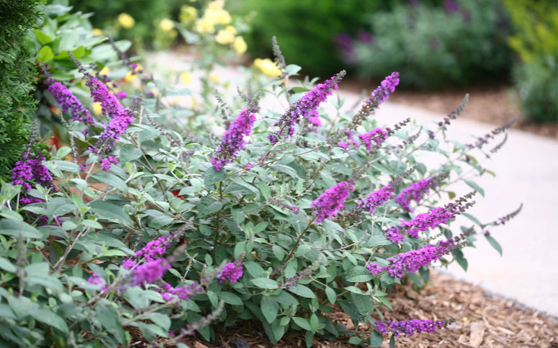  Lo & Behold Blue Chip Junior Butterfly Bush - 3 Gallon Pot