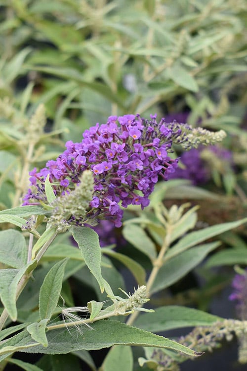  Lo & Behold Blue Chip Junior Butterfly Bush - 5 Pack Of Quart Pots