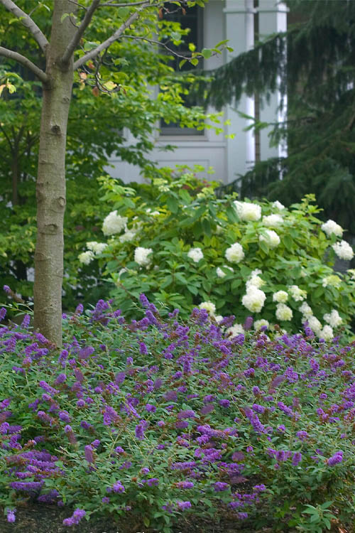  Lo & Behold Blue Chip Junior Butterfly Bush - 1 Gallon Pot