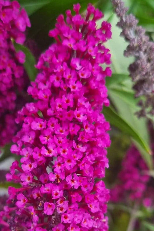  Buddleia Buzz Hot Raspberry Dwarf Butterfly Bush - 6 Pack Of 1 Gallon Pots