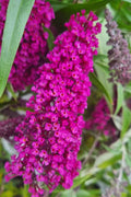  Buddleia Buzz Hot Raspberry Dwarf Butterfly Bush - 6 Pack Of 1 Gallon Pots