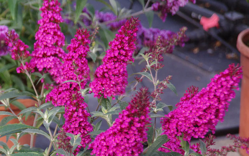  Buddleia Buzz Hot Raspberry Dwarf Butterfly Bush - 6 Pack Of 1 Gallon Pots