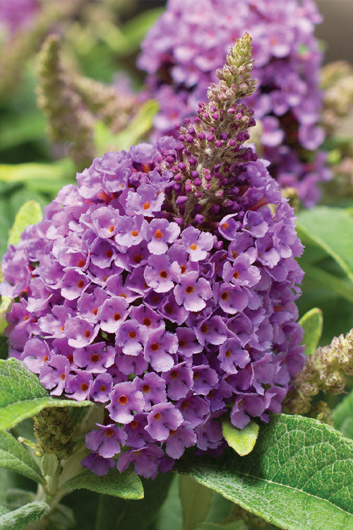  Dapper Lavender Butterfly Bush - 2 Gallon Pot