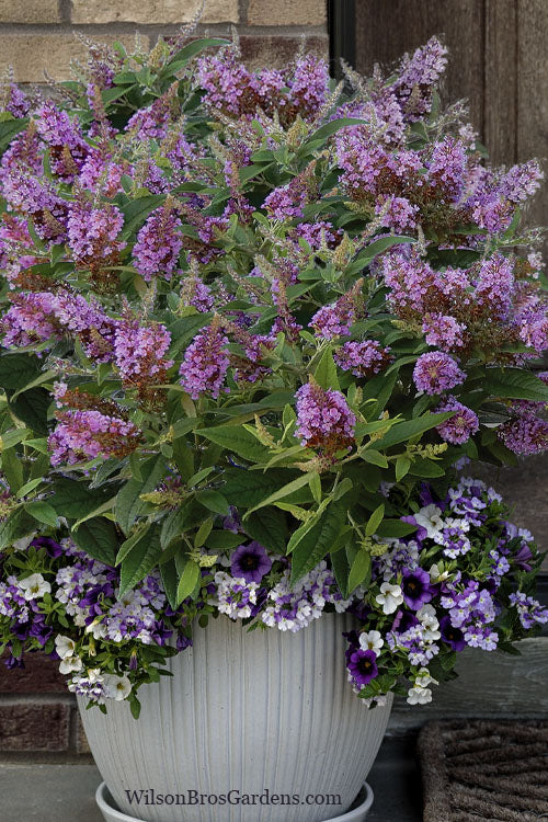  Dapper Lavender Butterfly Bush - 3 Gallon Pot