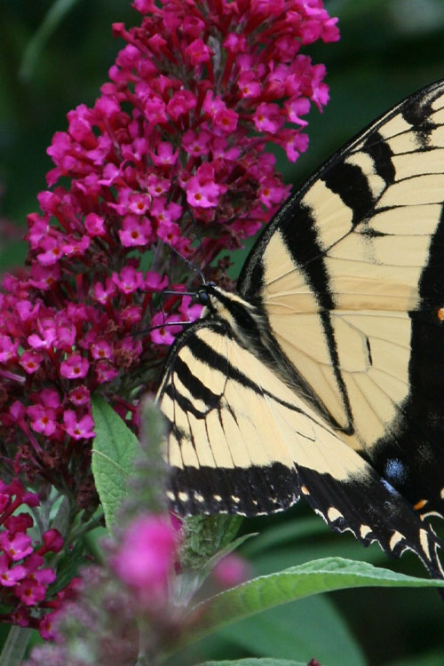  Funky Fuchsia Butterfly Bush (Buddleia) - 3 Gallon Pot