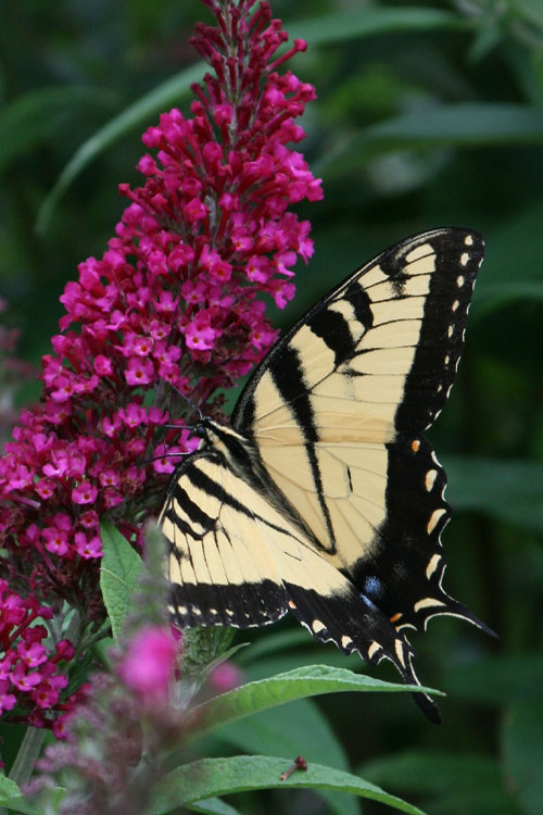  Funky Fuchsia Butterfly Bush (Buddleia) - 3 Gallon Pot