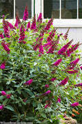  Funky Fuchsia Butterfly Bush (Buddleia) - 3 Gallon Pot