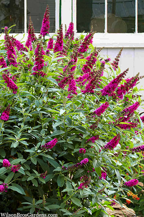  Funky Fuchsia Butterfly Bush (Buddleia) - 3 Gallon Pot