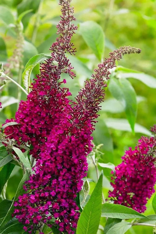 Funky Fuchsia Butterfly Bush (Buddleia) - 3 Gallon Pot