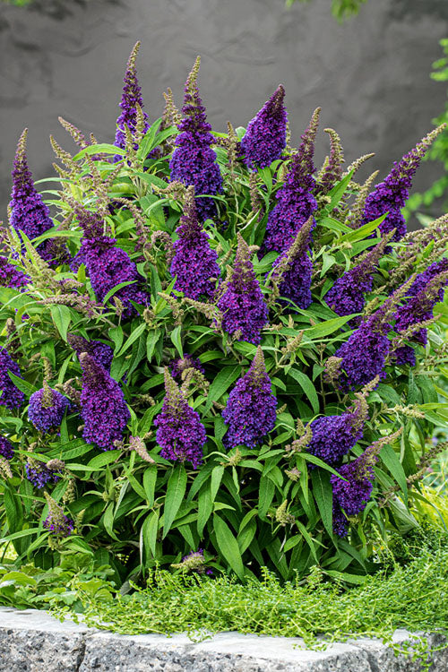  Lil Grape Butterfly Bush (Buddleia) - 3 Gallon Pot