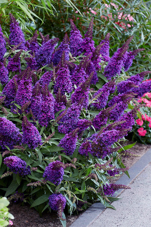  Lil Grape Butterfly Bush (Buddleia) - 3 Gallon Pot