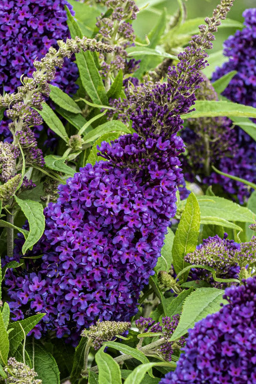  Lil Grape Butterfly Bush (Buddleia) - 3 Gallon Pot
