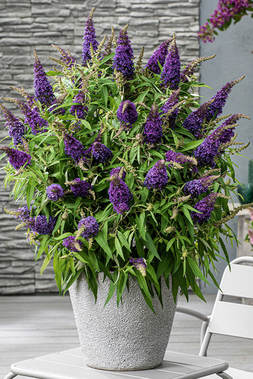  Lil Grape Butterfly Bush (Buddleia) - 3 Gallon Pot