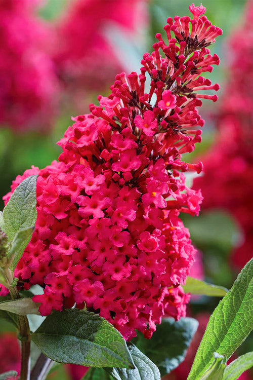  Lil Raspberry Butterfly Bush - 3 Gallon Pot