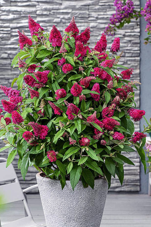  Lil Raspberry Butterfly Bush - 3 Gallon Pot