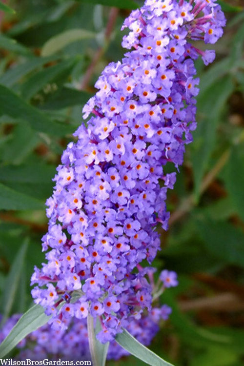  Nanho Blue Butterfly Bush - Buddleia - 1 Gallon Pot