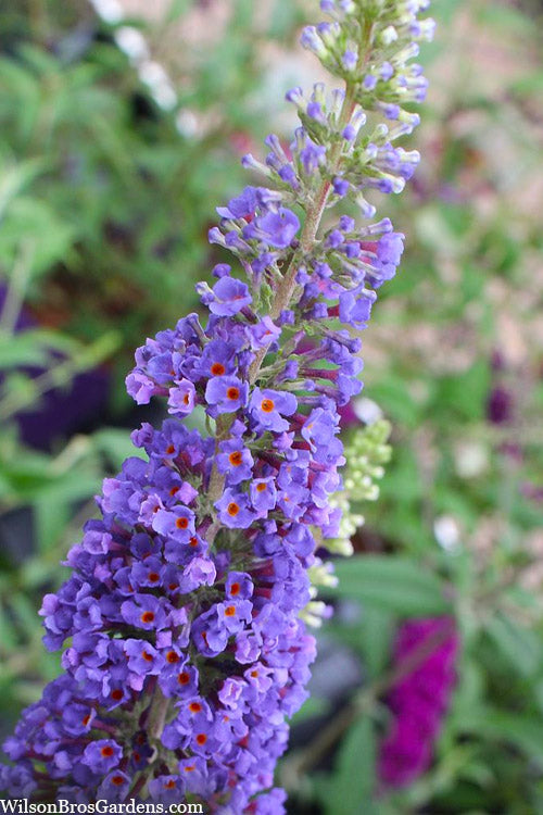  Nanho Blue Butterfly Bush - Buddleia - 1 Gallon Pot