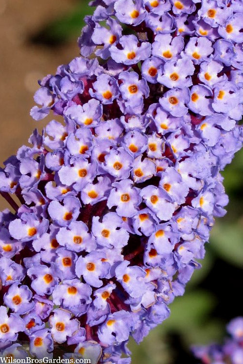  Nanho Blue Butterfly Bush - Buddleia - 1 Gallon Pot