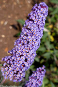  Nanho Blue Butterfly Bush - Buddleia - 1 Gallon Pot