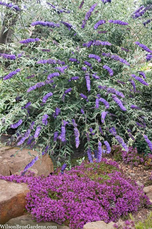  Nanho Blue Butterfly Bush - Buddleia - 1 Gallon Pot