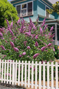  Pink Delight Butterfly Bush - 3 Gallon Pot