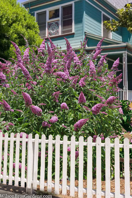  Pink Delight Butterfly Bush - 1 Gallon Pot