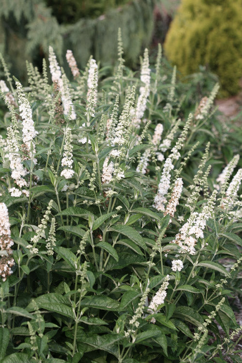  Silver Frost White Butterfly Bush - 3 Gallon Pot