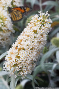  White Ball Butterfly Bush (Buddleia) - 3 Gallon Pot
