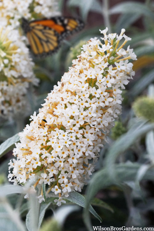  White Ball Butterfly Bush (Buddleia) - 3 Gallon Pot