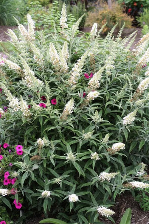  White Ball Butterfly Bush (Buddleia) - 3 Gallon Pot