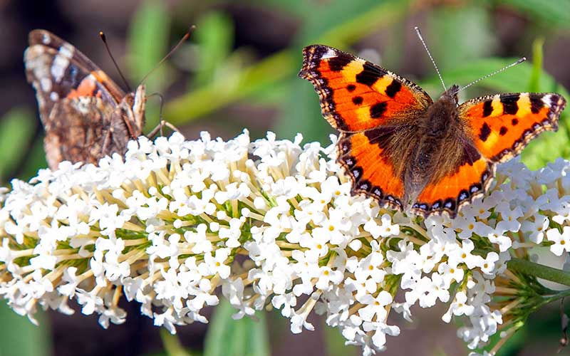  White Ball Butterfly Bush (Buddleia) - 3 Gallon Pot
