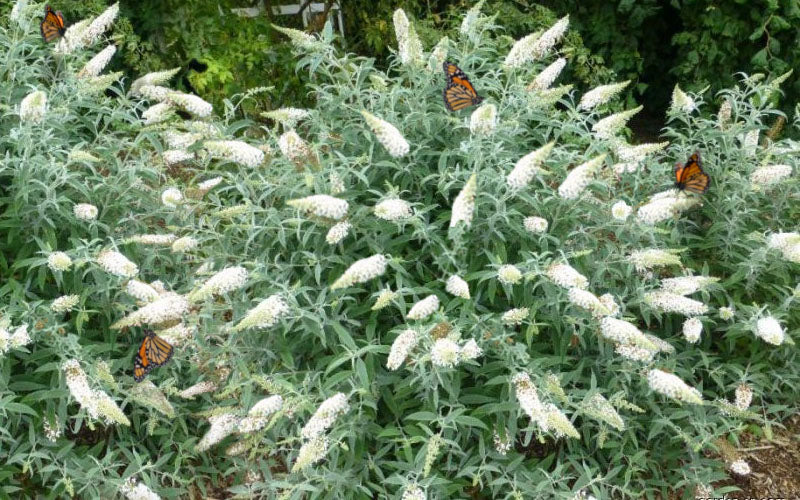  White Ball Butterfly Bush (Buddleia) - 3 Gallon Pot