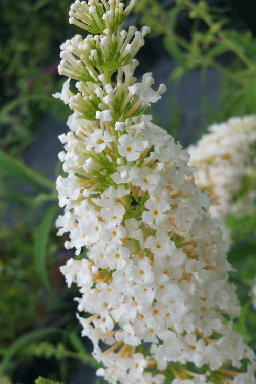  White Profusion Butterfly Bush - 1 Gallon Pot